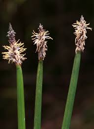 Attēlu rezultāti vaicājumam “Eleocharis palustris flower”