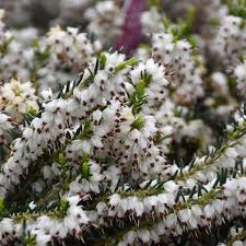 Attēlu rezultāti vaicājumam “Erica x darleyensis”