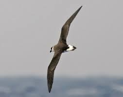 Image result for Pterodroma hasitata