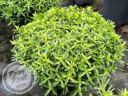 Attēlu rezultāti vaicājumam “Dianthus deltoides bud”
