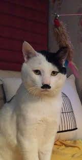 Image result for kitler