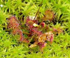 Attēlu rezultāti vaicājumam “Drosera rotundifolia fruit”