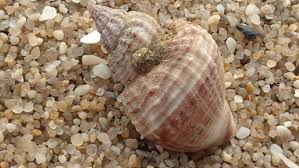 Image result for Buccinum undatum