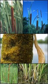 Attēlu rezultāti vaicājumam “Typhaceae”