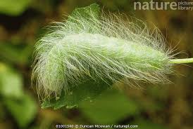 Attēlu rezultāti vaicājumam “Acronicta leporina”