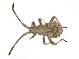 Attēlu rezultāti vaicājumam “Coreus marginatus nymph”