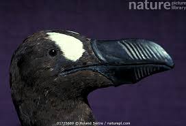 Image result for Pinguinus impennis