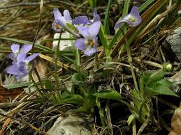 Attēlu rezultāti vaicājumam “Viola collina”