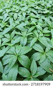 Attēlu rezultāti vaicājumam “Mercurialis perennis bud”