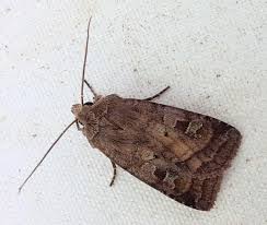 Attēlu rezultāti vaicājumam “Diarsia florida”