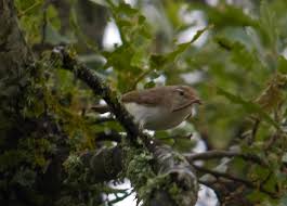 Image result for Phylloscopus orientalis