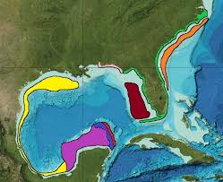 Image result for Cinctura hunteria