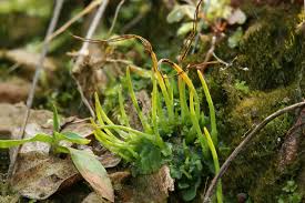 Attēlu rezultāti vaicājumam “Pleurocarpous mosses sporophyte”
