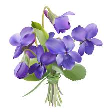 Image result for Viola odorata