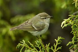 Image result for Phylloscopus humei