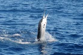 Image result for Kajikia albida