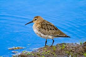 Attēlu rezultāti vaicājumam “Calidris alpina”
