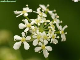 Attēlu rezultāti vaicājumam “Anthriscus sylvestris flower”