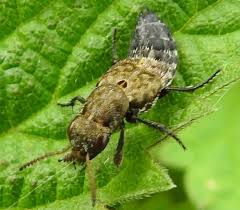 Attēlu rezultāti vaicājumam “Ontholestes murinus”