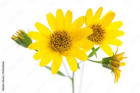 Image result for Arnika