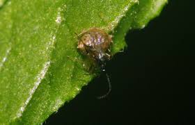 Attēlu rezultāti vaicājumam “Drepanosiphum platanoidis exuvia”