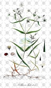 Attēlu rezultāti vaicājumam “Stellaria holostea fruit”