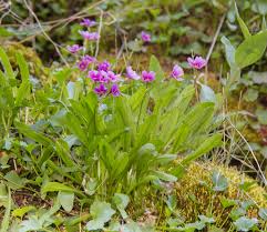 Attēlu rezultāti vaicājumam “Primula x margotae flower”