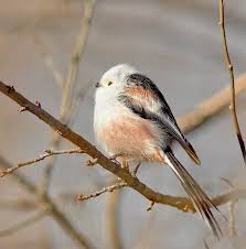 Attēlu rezultāti vaicājumam “Aegithalos caudatus adult”
