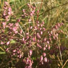 Attēlu rezultāti vaicājumam “Peucedanum palustre leaf”