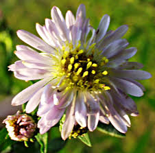 Attēlu rezultāti vaicājumam “Symphyotrichum x salignum”