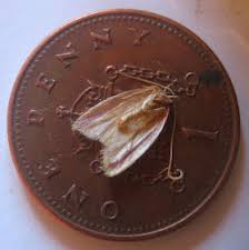 Attēlu rezultāti vaicājumam “Acleris bergmanniana”