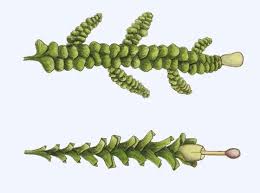 Attēlu rezultāti vaicājumam “Radula complanata”