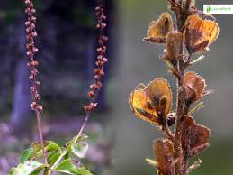 Attēlu rezultāti vaicājumam “Veronica scutellata bud”
