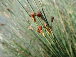 Attēlu rezultāti vaicājumam “Juncus inflexus bud”