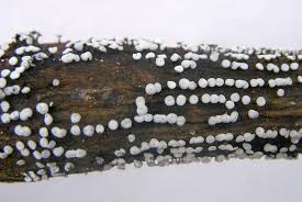 Attēlu rezultāti vaicājumam “Didymium clavus”