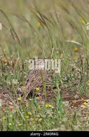 Attēlu rezultāti vaicājumam “Galerida cristata adult”