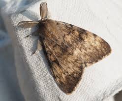 Attēlu rezultāti vaicājumam “Eulithis pyraliata”