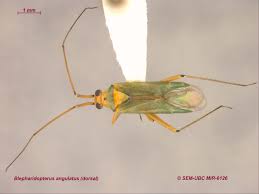 Attēlu rezultāti vaicājumam “Blepharidopterus angulatus”