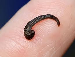 Attēlu rezultāti vaicājumam “Hirudinea”