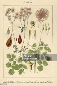 Attēlu rezultāti vaicājumam “Thalictrum aquilegifolium fruit”