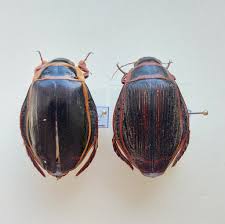 Attēlu rezultāti vaicājumam “Dytiscus sp.”