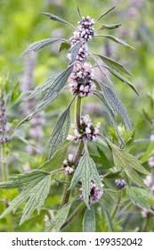 Attēlu rezultāti vaicājumam “Leonurus quinquelobatus flower”