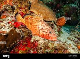 Image result for Epinephelus guttatus