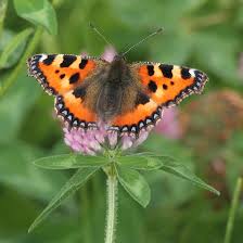 Attēlu rezultāti vaicājumam “Aglais urticae underside”
