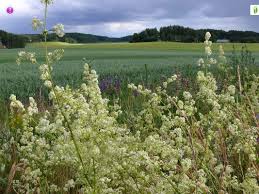 Attēlu rezultāti vaicājumam “Galium schultesii fruit”