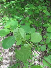 Attēlu rezultāti vaicājumam “Frangula alnus”