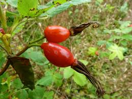 Attēlu rezultāti vaicājumam “Rosa glabrifolia”