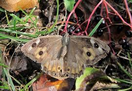 Attēlu rezultāti vaicājumam “Hipparchia semele underside”