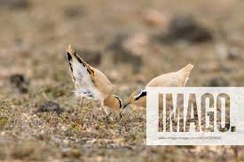 Image result for Cursorius cursor