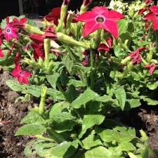 Image result for Nicotiana x sanderae